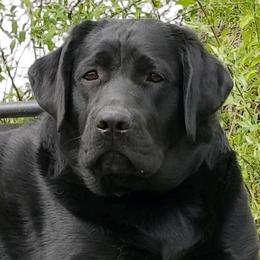 Jules - Labrador Retriever