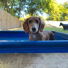 Taffy-PET ONLY - Red female Dachshund puppy in Gainesville, Texas from Diamond B Doxies