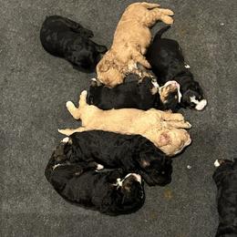 Bernedoodle and Goldendoodle Puppies from Forest Family Doodles