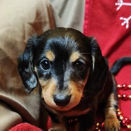 Dapple girl 2 - Dapple female Dachshund puppy in West Plains, Missouri from Spring Creek Dachshunds