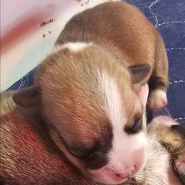 Rex - Red male Pembroke Welsh Corgi puppy in Walnut, Iowa from Michelle's House of Corgi's