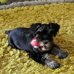 Miniature Schnauzer Puppies from Parsons’ Kennels