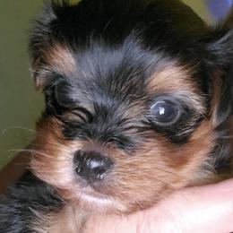 Yorkshire Terrier Puppies from Whispering Willows Kennels