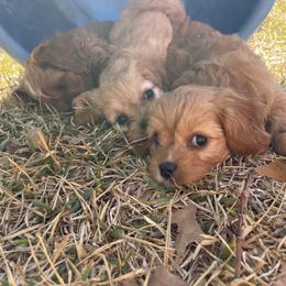 Cavapoo and Shihpoo Puppies from Haus of Doodles
