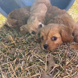 Cavapoo and Shihpoo Puppies from Haus of Doodles