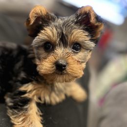 Morkies and Yorkshire Terriers from M.Y. Morkies and Yorkies