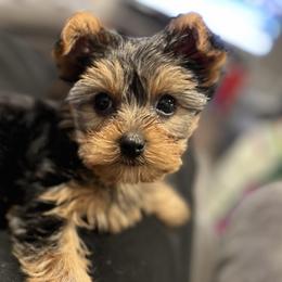 Morkies and Yorkshire Terriers from M.Y. Morkies and Yorkies