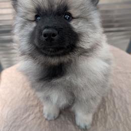 Pink collar - Black and silver female Keeshond puppy in Fayetteville, Tennessee from Erbekees-Keeshonden