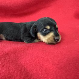 Dachshund Puppies from Britt Doxies