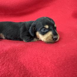 Dachshund Puppies from Britt Doxies