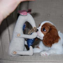 Cavalier King Charles Spaniel Puppies from Halloweentown cavaliers