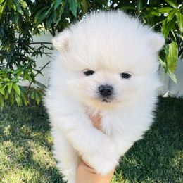 Cream boy - Cream male Pomeranian puppy in Haines City, Florida from My Baby Poms