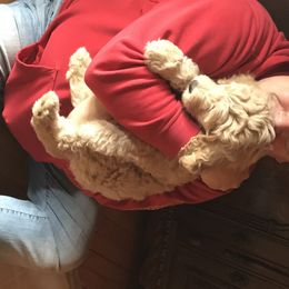 Goldendoodle, Schnoodle, and Sheepadoodle Puppies from Dood Ranch