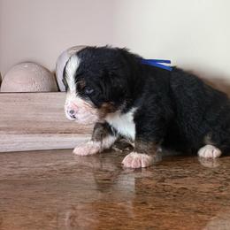 Snicker - Tri-color male Bernese Mountain Dog puppy in Ramona, California from Buendias Ranch Saint Bernards & Bernese Mountain Dogs