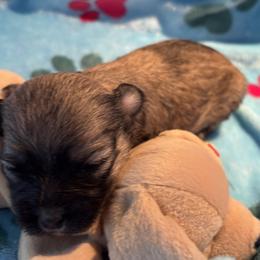 Sable male - Gold sable male Havanese puppy in East Lansing, Michigan from VanCort's Happy Havanese