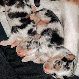 Australian Shepherd Puppies from Beaver Creek Aussies