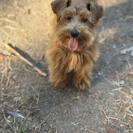 Red - Miniature Schnauzer