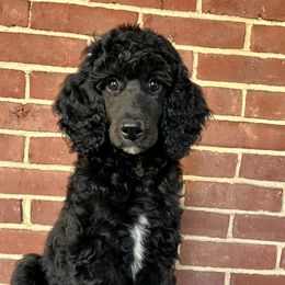 Poodles from Mt View Acres