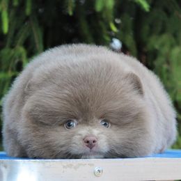 Bella - Pomeranian