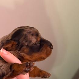 Anakin - Dapple male Dachshund puppy in Joplin, Missouri from Precious Paws