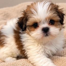 Kyrie - Gold and white male Shih Tzu puppy in Gilbert, Arizona from 🌗 New Moon Shih Tzu 🌗