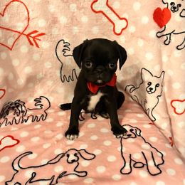 Pug Puppies from Berg Family