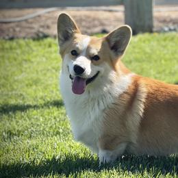 Pembroke Welsh Corgis from Rustic Meadow Pembroke welsh corgis