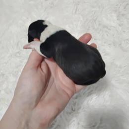 Male 3 - Black brindle and white male Boston Terrier puppy in Catawba, North Carolina from Lil Wiggles Boston Terriers