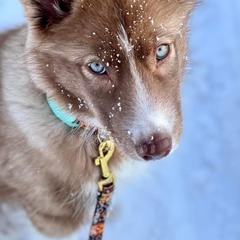 Native American Indian Dog Puppies from Corn Moon Kennels