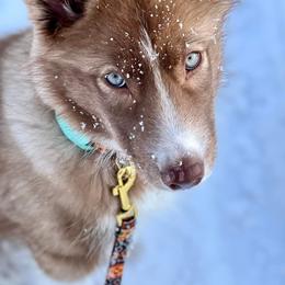 Native American Indian Dog Puppies from Corn Moon Kennels