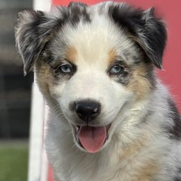 Miniature Australian Shepherds from Country Charm Mini Aussies