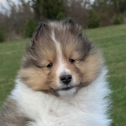 Leo - Sable and white male Shetland Sheepdog puppy in Indianola, Iowa from Kell Shelties