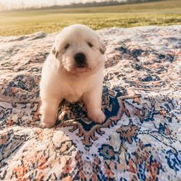 Faith - White female Great Pyrenees puppy in New Palestine, Indiana from Hitchcock Homestead