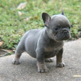 French Bulldog Puppies from Texas Top Notch Frechies