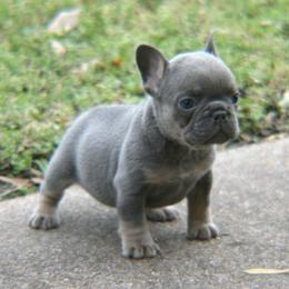 French Bulldog Puppies from Texas Top Notch Frechies