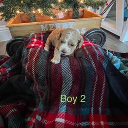 Cockapoo Puppies from 4W’s F2 Cockapoos