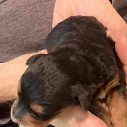 Genesis - Black and tan male Schnoodle puppy in Kentucky from Mrs Bs Teeny Schnauzers & Doodles