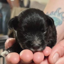 Ziti - Black female Miniature Schnauzer puppy in Allison, Iowa from Firefly Stables