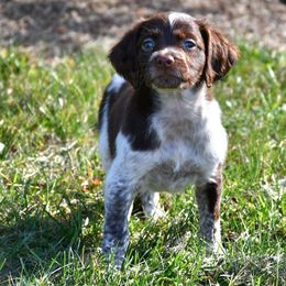 Teigen - Liver roan female Brittany puppy in Hollidaysburg, Pennsylvania from Royal Flush Farms