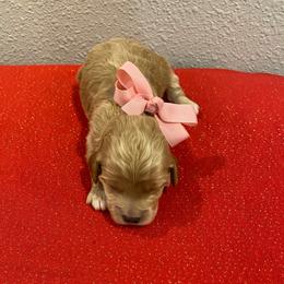 Sadie - Golden female Cockapoo puppy in Brookings, South Dakota from Hofer Pups