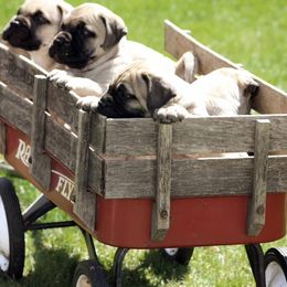 Bullmastiff Puppies from Amulet Bullmastiffs