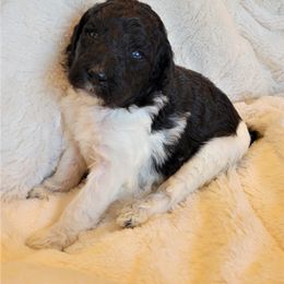 Poodle Puppies from Chapel Hill Poodles