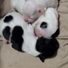 Coton de Tulear Puppies from Marilyn Edwards