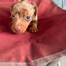 Prince - Dapple male Dachshund puppy in Conroe, Texas from Dots Dachshunds