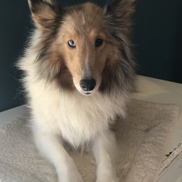 Piper - Shetland Sheepdog