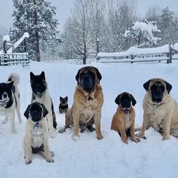 Mastiff Puppies from Mountain Meadow Ranch