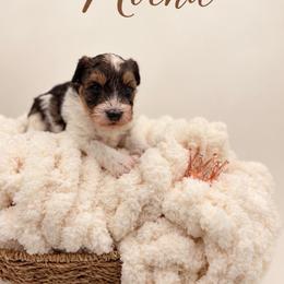 Mocha - Black & tan tri-color female Morkie puppy in Dallas, Texas from Copper Crown Canines
