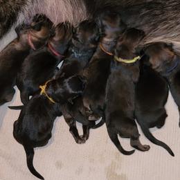 German Shepherd and Pembroke Welsh Corgi Puppies from Muddy Paws Corgis / Von Blake's Gedächtnis German Shepherds