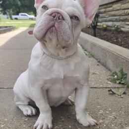 French Bulldog puppies from Diamond Dreams French Bulldogs