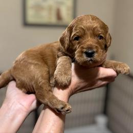 Pigpen (Teal Collar) - Red  male Goldendoodle puppy in Bay City, Texas from Charming Doods